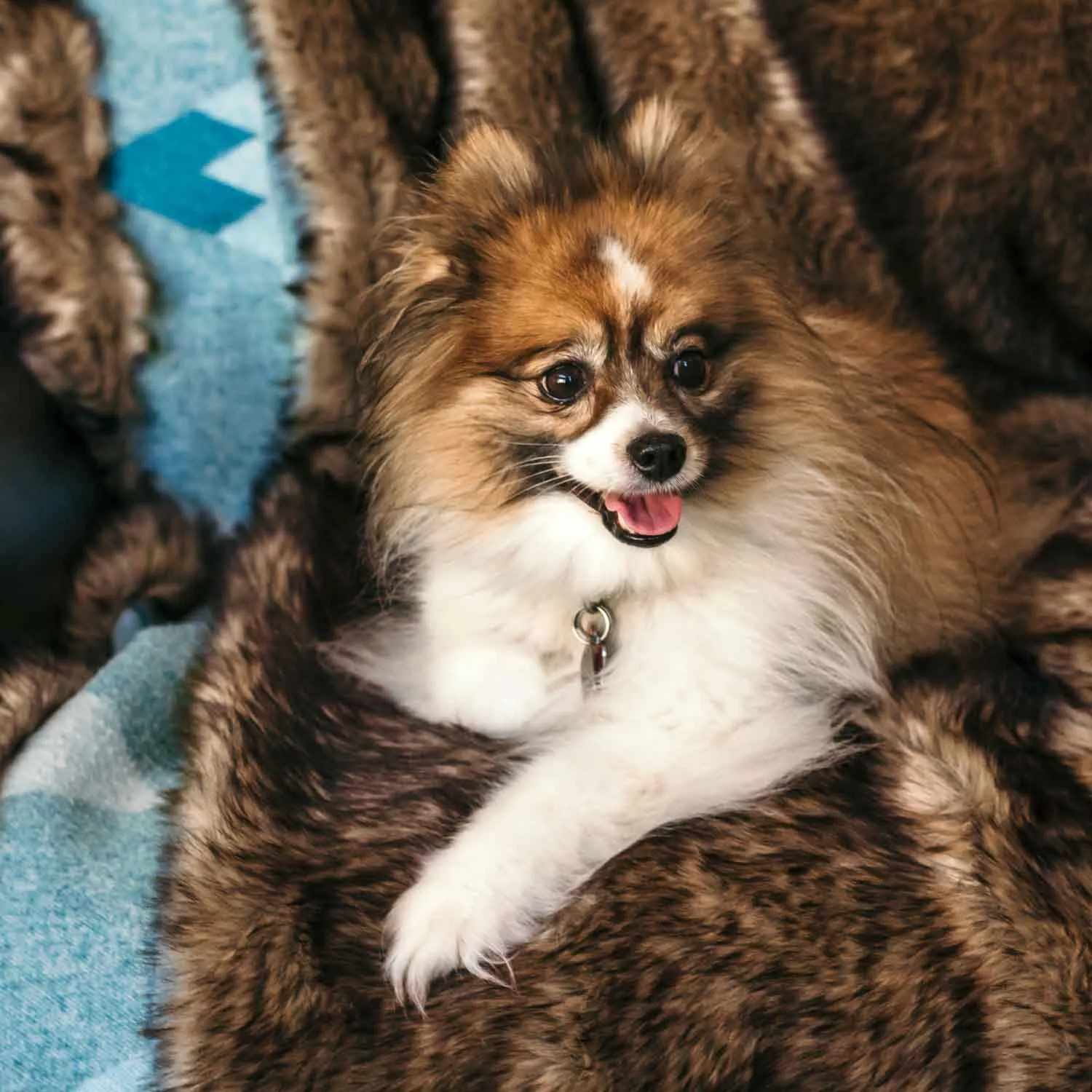 Faux Wolf Fur Blanket with Button Straps and Storage Pocket, 54 Inches x 64 Inches