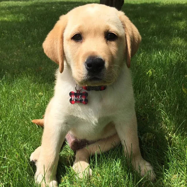 Prone to Wander Pet ID Tag