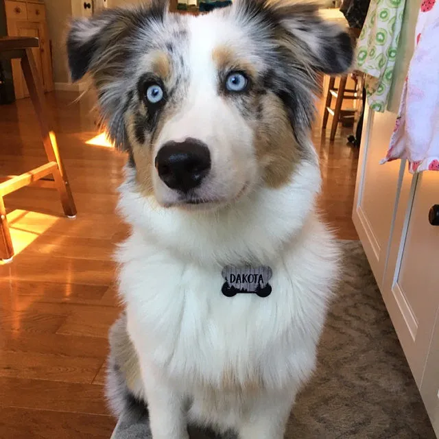 Prone to Wander Pet ID Tag