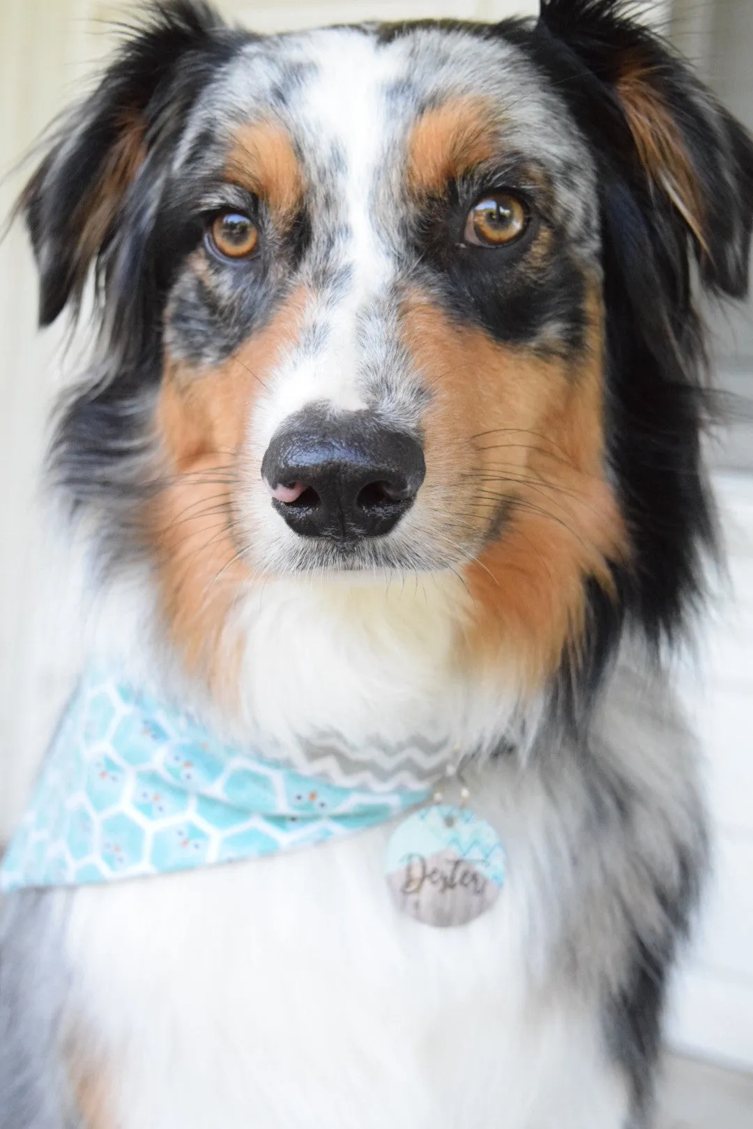 Prone to Wander Pet ID Tag