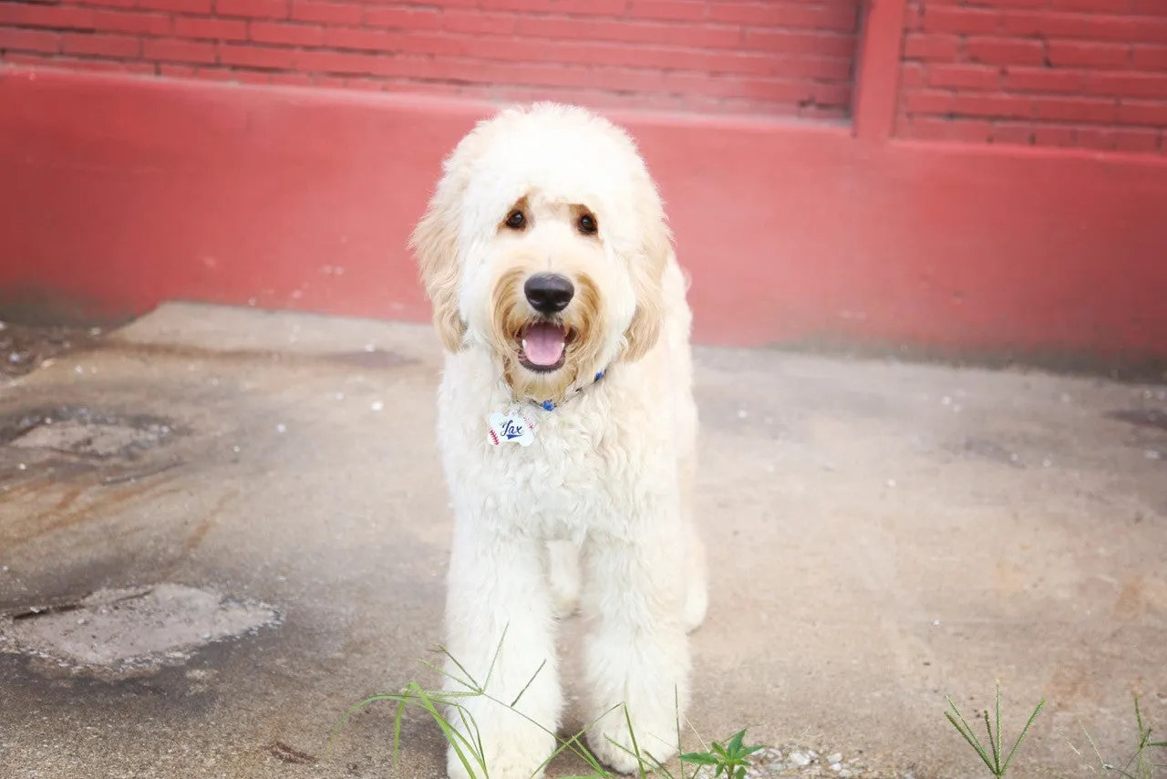 Prone to Wander Pet ID Tag